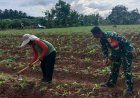 Sertu Joko Saputro Babinsa Koramil 0602-03/Walantaka Kodim 0602/Serang Dampingi Petani Menjaga Produktivitas Jagung 